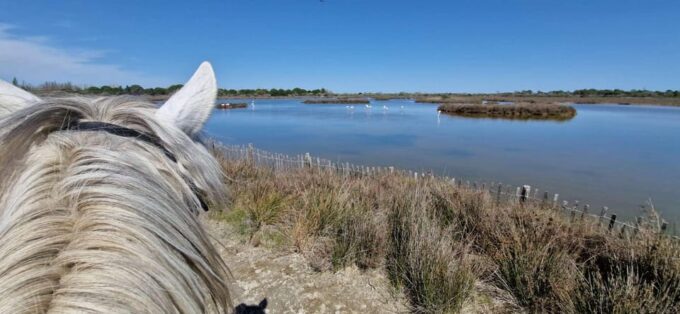 Grau Du Roi: Horseback Riding in Camargue - Overall Rating