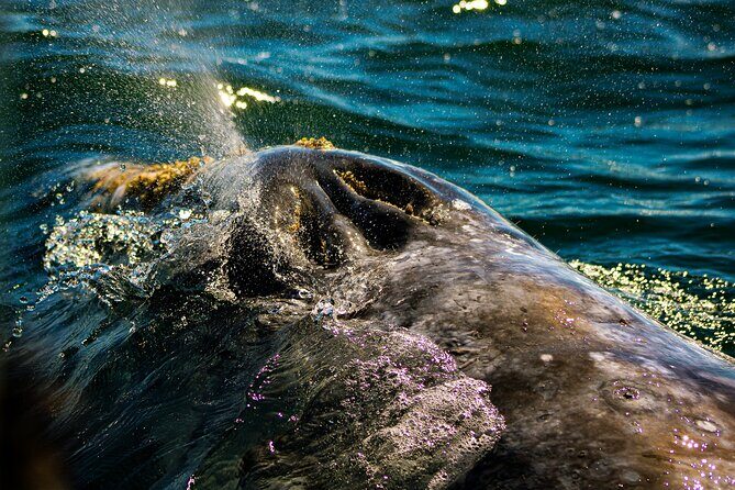 Gray Whale Journey: 10-Hour Tour with 3 Hours of Whale Watching - An In-Depth Look at the Gray Whale Journey