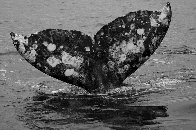 Gray Whale Journey: 10-Hour Tour with 3 Hours of Whale Watching - FAQ