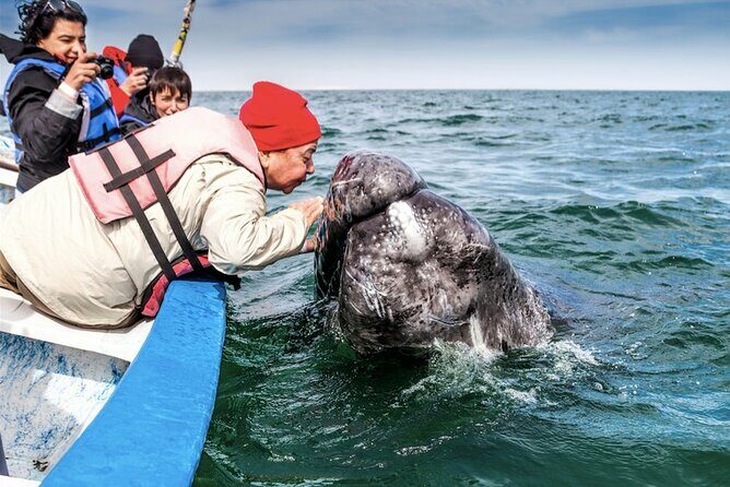 Gray Whale Watching Expedition at Magdalena Bay - The Experience in Detail