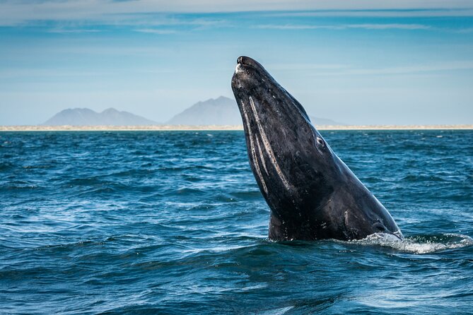 Gray Whale Watching Expedition at Magdalena Bay - Experience and Expectations