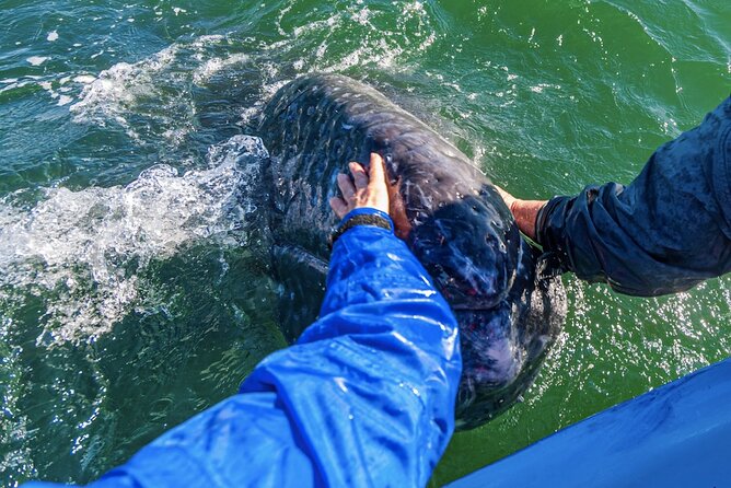 Gray Whale Watching Expedition at Magdalena Bay - Pricing and Booking Information