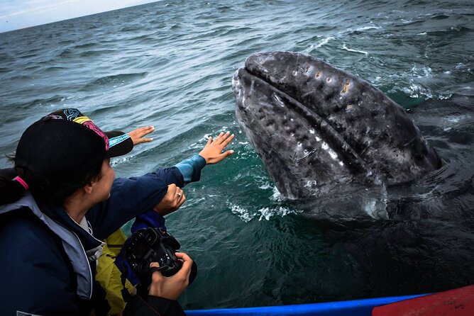 Gray Whale Watching Expedition at Magdalena Bay - Reviews and Ratings