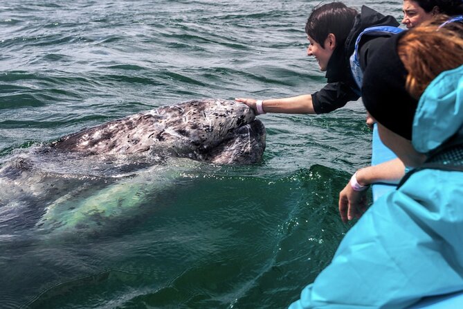 Gray Whale Watching Expedition at Magdalena Bay - Operator Information