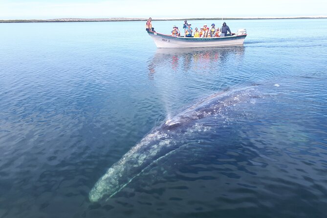 Gray Whale Watching Expedition at Magdalena Bay - Getting to the Meeting Point