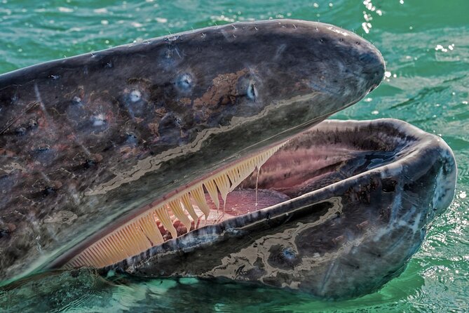 Gray Whale Watching Expedition at Magdalena Bay - Preparing for the Expedition