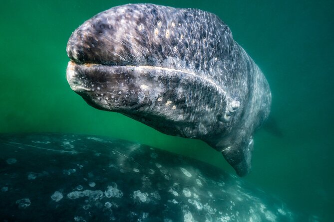 Gray Whale Watching Expedition at Magdalena Bay - Whale Watching at Magdalena Bay