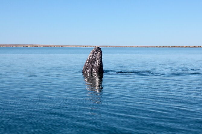 Gray Whale Watching Tour With Marine Biologist and Small Group - Accessibility and Participation