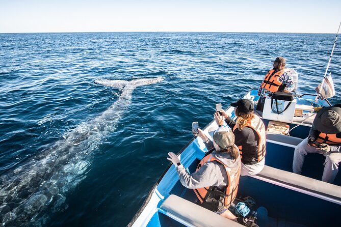 Gray Whale Watching Tour With Marine Biologist and Small Group - Reviews and Ratings