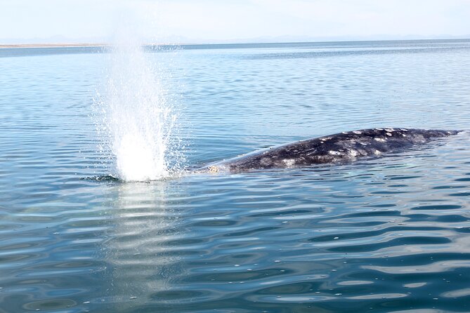 Gray Whale Watching Tour With Marine Biologist and Small Group - Upcoming Tour Dates