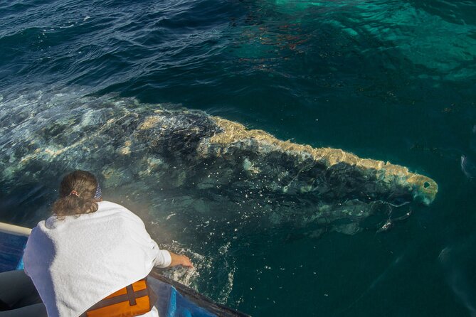 Gray Whale Watching Tour With Marine Biologist and Small Group - What to Expect