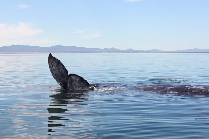 Gray Whale Watching Tour With Marine Biologist and Small Group - About the Guide
