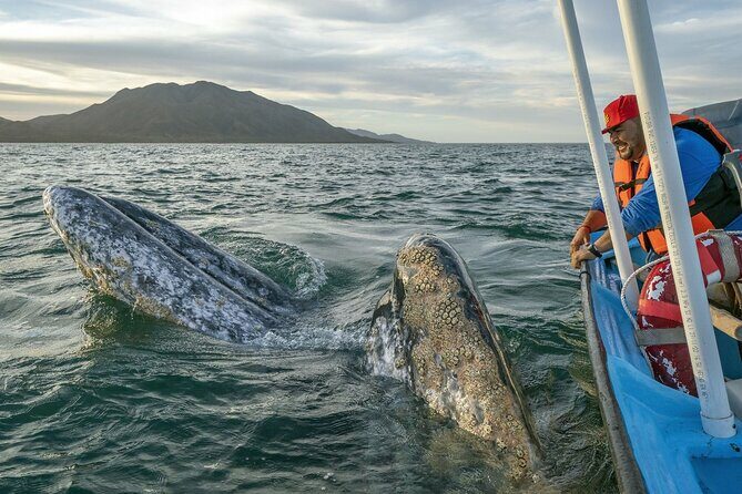 Gray Whales Watching in Magdalena Bay - Key Points