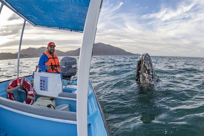Gray Whales Watching in Magdalena Bay - An In-Depth Look at the Magdalena Bay Gray Whales Tour