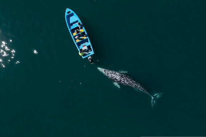 Gray Whales Watching in Magdalena Bay - Who Will Love This Tour?