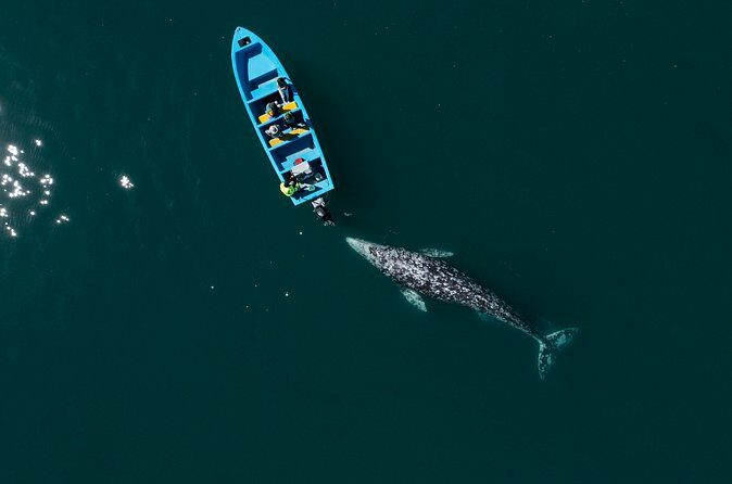 Gray Whales Watching in Magdalena Bay - The Sum Up