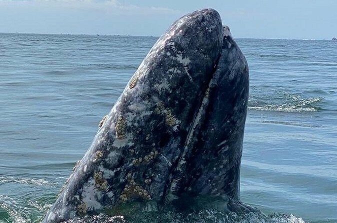Gray Whales Watching in Magdalena Bay - FAQ: Your Questions Answered