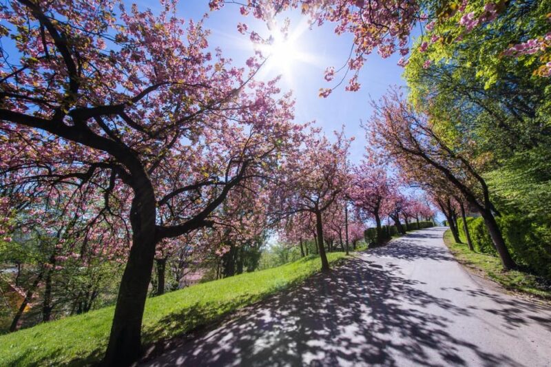Graz: Insta-Perfect Walk With a Local - Capturing Scenic Views and Landmarks