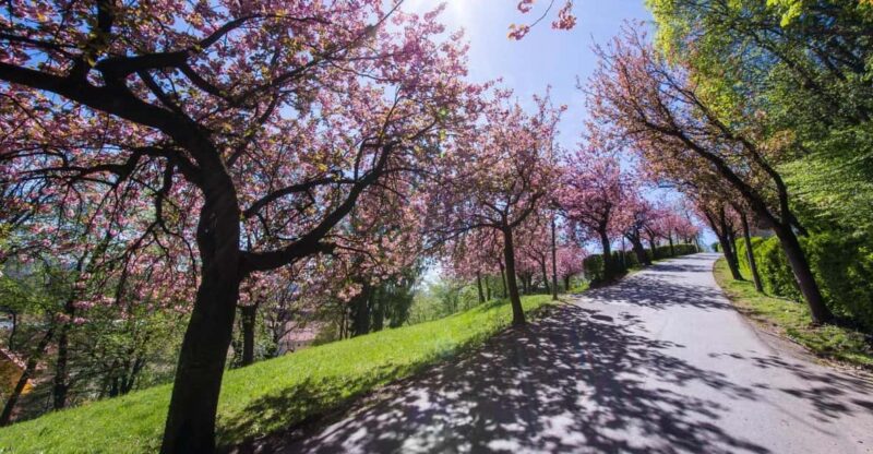 Graz: Insta-Perfect Walk With a Local - Taking in Local Culture and Heritage