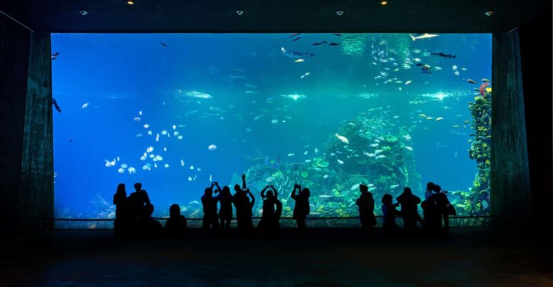 Great Aquarium Mazatlan - Key Points