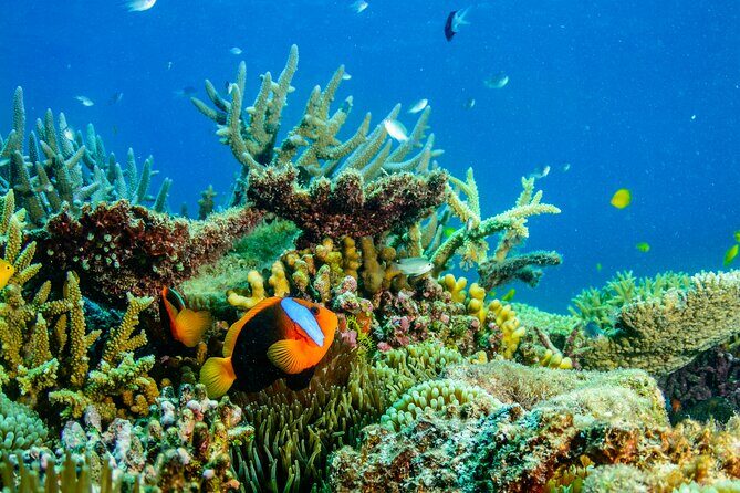 Great Barrier Reef and MOUA Snorkeling Day Tour from Townsville - FAQs