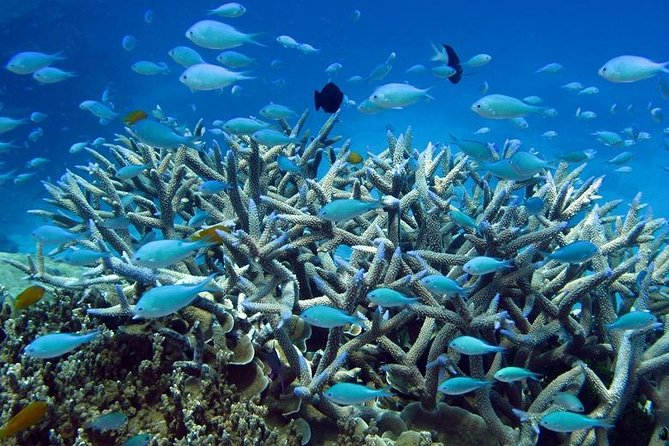 Great Barrier Reef Cruise From Townsville or Magnetic Island - Certified Diving and Introductory Dive