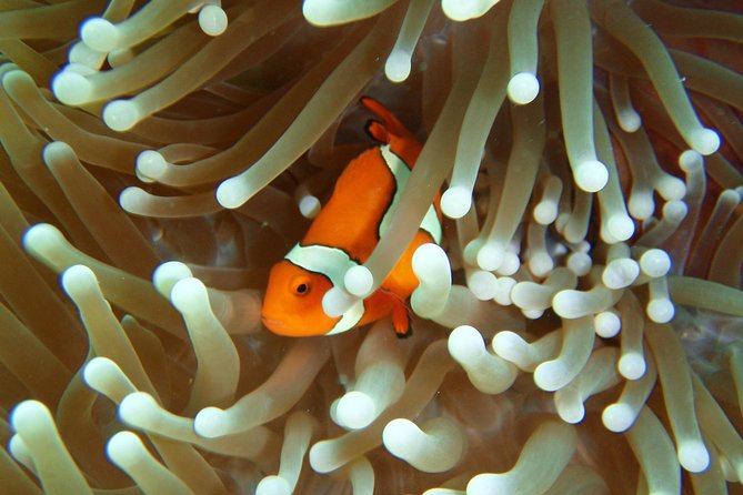 Great Barrier Reef Cruise From Townsville or Magnetic Island - Diverse Marine Life Sightings