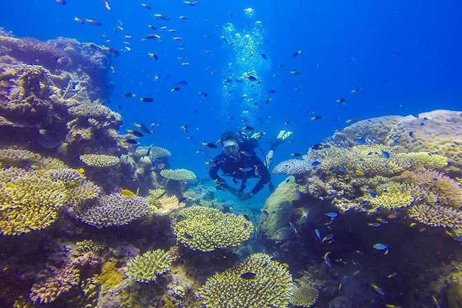 Great Barrier Reef Cruise From Townsville or Magnetic Island - Important Booking and Planning Details
