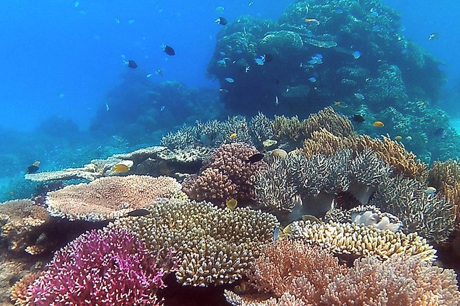 Great Barrier Reef Dive and Snorkel Cruise From Mission Beach - Private Tour Details
