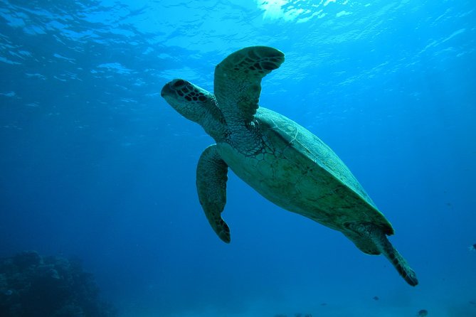 Great Barrier Reef Dive and Snorkel Cruise From Mission Beach - Customer Reviews and Ratings