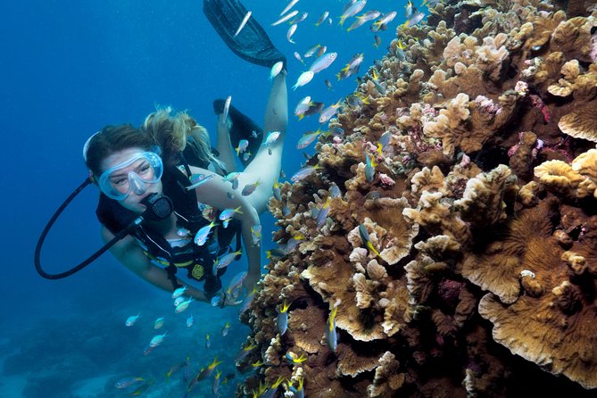 Great Barrier Reef Diving and Snorkeling Cruise From Cairns - Visiting Multiple Reef Locations