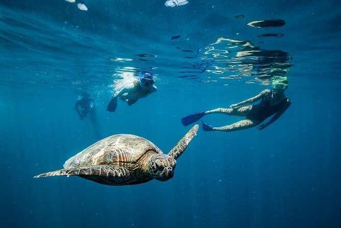 Great Barrier Reef Full Day Adventure - Transportation and Logistics