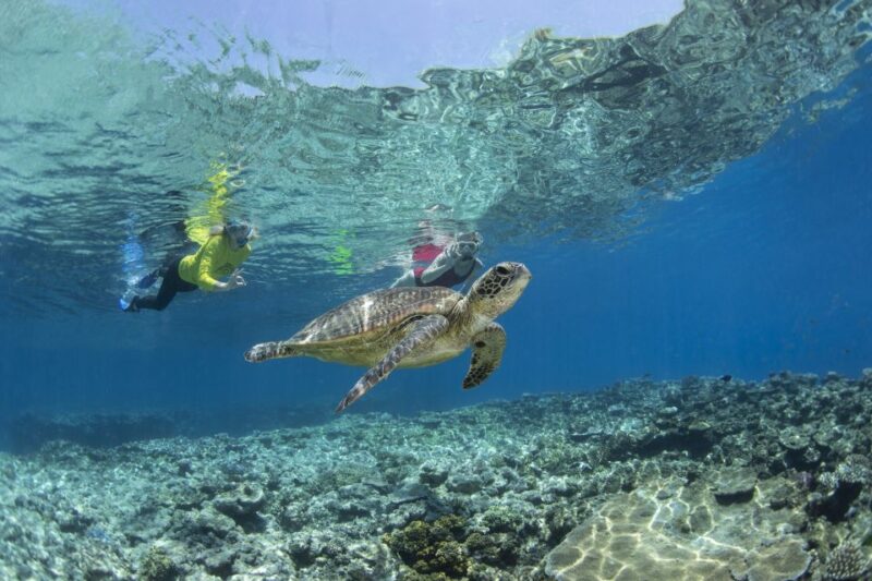 Great Barrier Reef Snorkel & Dive Full-Day Adventure - Guided Snorkeling Tours With Experts