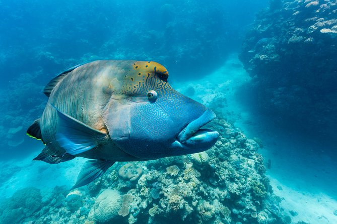 Great Barrier Reef Snorkeling and Diving Cruise From Cairns - Check-in and Departure Details