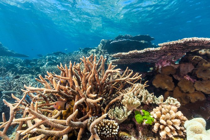 Great Barrier Reef Snorkeling and Diving Cruise From Cairns - Safety Considerations and Policies