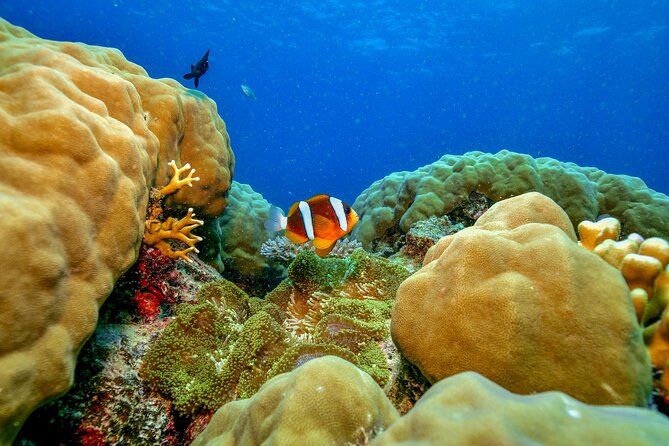 Great Barrier Reef With Cultural Guides-Dreamtime Dive & Snorkel - Exceptional Guest Feedback