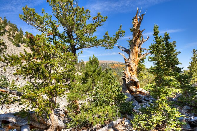 Great Basin National Park Audio Guided Tour - Tour Features