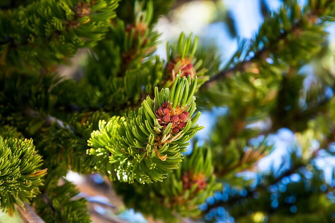 Great Basin National Park Audio Guided Tour - Highlights of Great Basin National Park