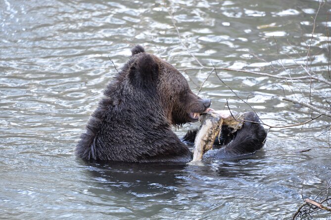 Great Bears of Bute: Grizzly Bear Viewing & Indigenous Cultural Tour - Ethical and Sustainable Touring