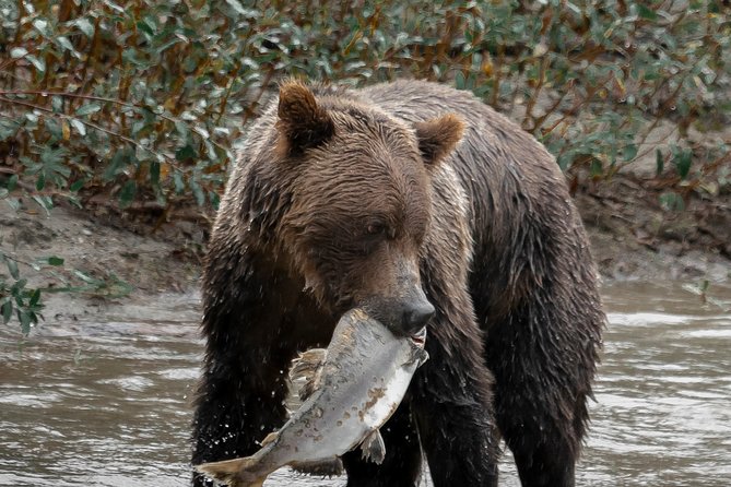 Great Bears of Bute: Grizzly Bear Viewing & Indigenous Cultural Tour - Inclusions and Amenities