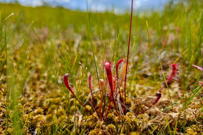 Great Bog Discovery With Optional Sunrise & Jūrmala Visit - Pickup Information