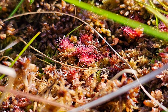 Great Bog Discovery With Optional Sunrise & Jūrmala Visit - Exploring the Great Bog
