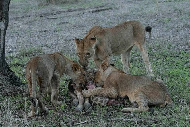 Great Migration Safari In Tanzania - Itinerary