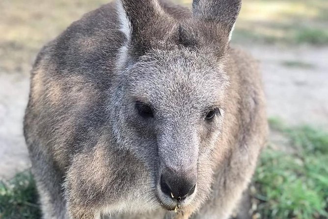 Great Ocean Road 12 Apostles Kangaroo & Koala Tour - Itinerary Highlights