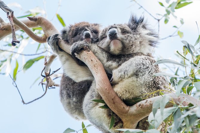 Great Ocean Road and 12 Apostles Day Trip From Melbourne - Additional Information