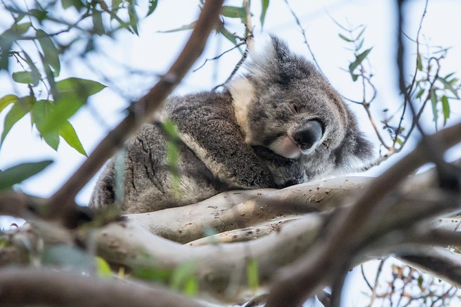 Great Ocean Road and Grampians 2 Day Short Break Escape From Melbourne - Tour Overview