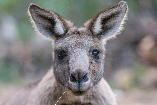Great Ocean Road and Grampians 2 Day Short Break Escape From Melbourne - Transportation and Guide