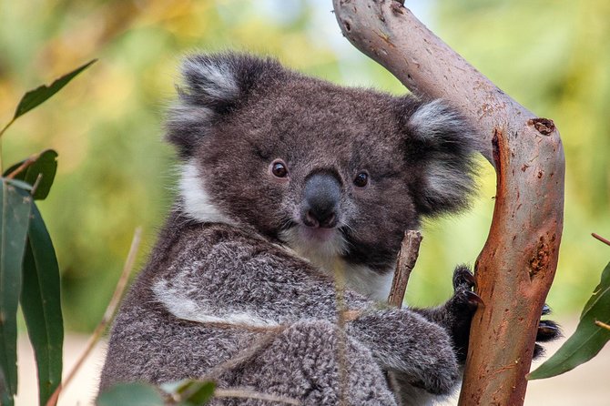 Great Ocean Road and Wildlife Tour for Backpackers Aged 18-35 - Visiting the 12 Apostles