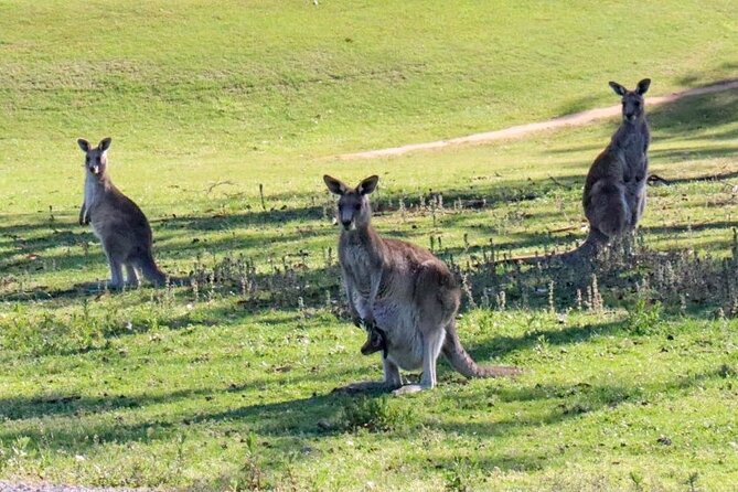 Great Ocean Road and Wildlife Tour for Backpackers Aged 18-35 - Spotting Koalas and Kangaroos