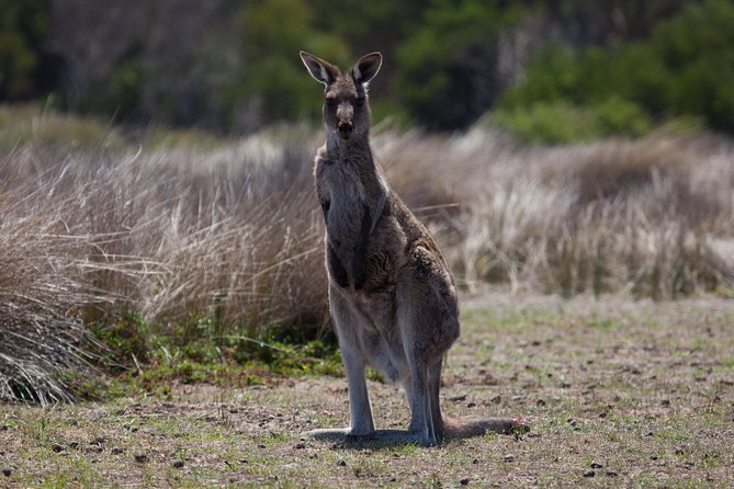 Great Ocean Road and Wildlife Tour for Backpackers Aged 18-35 - Photo Opportunities